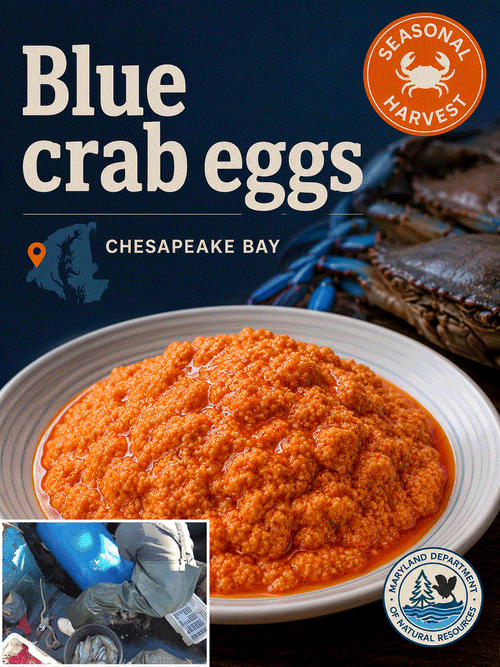 Premium Chesapeake Bay Blue Crab Eggs – Authentic Seasonal Gourmet Seafood Delicacy-Zane